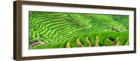 China 10MKm2 Collection - Rice Terraces - Longsheng Ping'an - Guangxi-Philippe Hugonnard-Framed Photographic Print