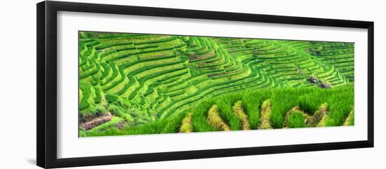 China 10MKm2 Collection - Rice Terraces - Longsheng Ping'an - Guangxi-Philippe Hugonnard-Framed Photographic Print