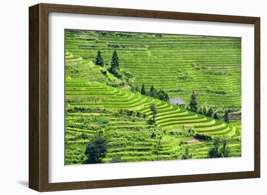 China 10MKm2 Collection - Rice Terraces - Longsheng Ping'an - Guangxi-Philippe Hugonnard-Framed Photographic Print