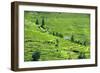 China 10MKm2 Collection - Rice Terraces - Longsheng Ping'an - Guangxi-Philippe Hugonnard-Framed Photographic Print