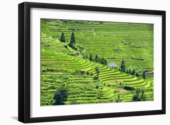 China 10MKm2 Collection - Rice Terraces - Longsheng Ping'an - Guangxi-Philippe Hugonnard-Framed Photographic Print