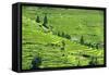 China 10MKm2 Collection - Rice Terraces - Longsheng Ping'an - Guangxi-Philippe Hugonnard-Framed Stretched Canvas