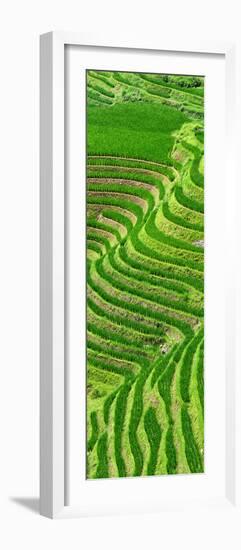 China 10MKm2 Collection - Rice Terraces - Longsheng Ping'an - Guangxi-Philippe Hugonnard-Framed Photographic Print