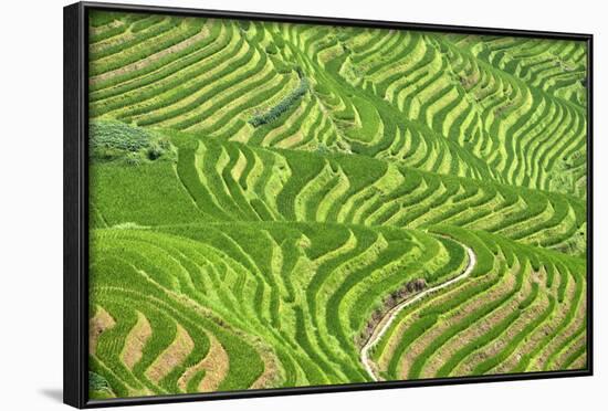 China 10MKm2 Collection - Rice Terraces - Longsheng Ping'an - Guangxi-Philippe Hugonnard-Framed Photographic Print