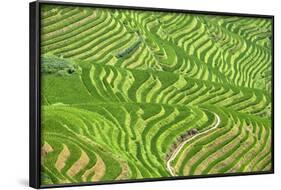 China 10MKm2 Collection - Rice Terraces - Longsheng Ping'an - Guangxi-Philippe Hugonnard-Framed Photographic Print