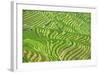 China 10MKm2 Collection - Rice Terraces - Longsheng Ping'an - Guangxi-Philippe Hugonnard-Framed Photographic Print