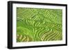 China 10MKm2 Collection - Rice Terraces - Longsheng Ping'an - Guangxi-Philippe Hugonnard-Framed Photographic Print