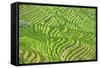 China 10MKm2 Collection - Rice Terraces - Longsheng Ping'an - Guangxi-Philippe Hugonnard-Framed Stretched Canvas