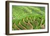 China 10MKm2 Collection - Rice Terraces - Longsheng Ping'an - Guangxi-Philippe Hugonnard-Framed Photographic Print