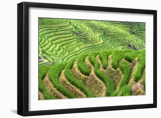 China 10MKm2 Collection - Rice Terraces - Longsheng Ping'an - Guangxi-Philippe Hugonnard-Framed Photographic Print