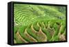 China 10MKm2 Collection - Rice Terraces - Longsheng Ping'an - Guangxi-Philippe Hugonnard-Framed Stretched Canvas