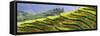 China 10MKm2 Collection - Rice Terraces - Longsheng Ping'an - Guangxi-Philippe Hugonnard-Framed Stretched Canvas