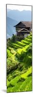 China 10MKm2 Collection - Rice Terraces - Longsheng Ping'an - Guangxi-Philippe Hugonnard-Mounted Photographic Print