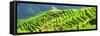 China 10MKm2 Collection - Rice Terraces - Longsheng Ping'an - Guangxi-Philippe Hugonnard-Framed Stretched Canvas