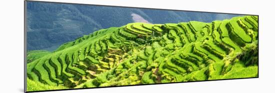 China 10MKm2 Collection - Rice Terraces - Longsheng Ping'an - Guangxi-Philippe Hugonnard-Mounted Photographic Print