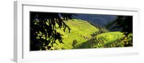 China 10MKm2 Collection - Rice Terraces - Longsheng Ping'an - Guangxi-Philippe Hugonnard-Framed Photographic Print