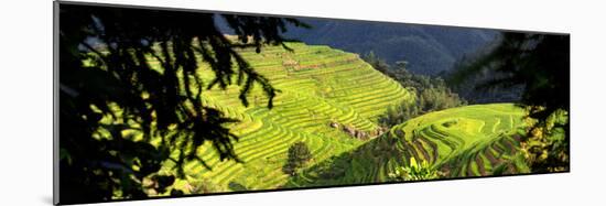 China 10MKm2 Collection - Rice Terraces - Longsheng Ping'an - Guangxi-Philippe Hugonnard-Mounted Photographic Print