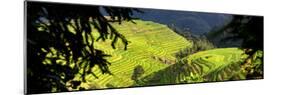 China 10MKm2 Collection - Rice Terraces - Longsheng Ping'an - Guangxi-Philippe Hugonnard-Mounted Photographic Print