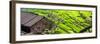 China 10MKm2 Collection - Rice Terraces - Longsheng Ping'an - Guangxi-Philippe Hugonnard-Framed Premium Photographic Print