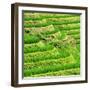 China 10MKm2 Collection - Rice Terraces - Longsheng Ping'an - Guangxi-Philippe Hugonnard-Framed Photographic Print