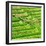 China 10MKm2 Collection - Rice Terraces - Longsheng Ping'an - Guangxi-Philippe Hugonnard-Framed Photographic Print