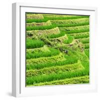 China 10MKm2 Collection - Rice Terraces - Longsheng Ping'an - Guangxi-Philippe Hugonnard-Framed Photographic Print