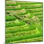 China 10MKm2 Collection - Rice Terraces - Longsheng Ping'an - Guangxi-Philippe Hugonnard-Mounted Photographic Print