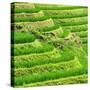 China 10MKm2 Collection - Rice Terraces - Longsheng Ping'an - Guangxi-Philippe Hugonnard-Stretched Canvas