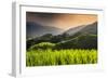 China 10MKm2 Collection - Rice Terraces - Longsheng Ping'an - Guangxi-Philippe Hugonnard-Framed Photographic Print