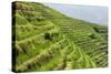 China 10MKm2 Collection - Rice Terraces - Longsheng Ping'an - Guangxi-Philippe Hugonnard-Stretched Canvas