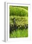 China 10MKm2 Collection - Rice Terraces - Longsheng Ping'an - Guangxi-Philippe Hugonnard-Framed Photographic Print