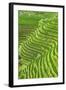 China 10MKm2 Collection - Rice Terraces - Longsheng Ping'an - Guangxi-Philippe Hugonnard-Framed Photographic Print