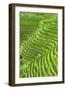 China 10MKm2 Collection - Rice Terraces - Longsheng Ping'an - Guangxi-Philippe Hugonnard-Framed Photographic Print