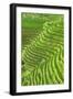 China 10MKm2 Collection - Rice Terraces - Longsheng Ping'an - Guangxi-Philippe Hugonnard-Framed Photographic Print