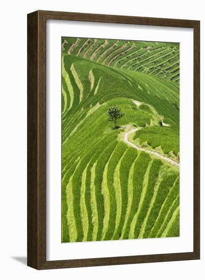 China 10MKm2 Collection - Rice Terraces - Longsheng Ping'an - Guangxi-Philippe Hugonnard-Framed Photographic Print