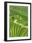 China 10MKm2 Collection - Rice Terraces - Longsheng Ping'an - Guangxi-Philippe Hugonnard-Framed Photographic Print