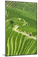 China 10MKm2 Collection - Rice Terraces - Longsheng Ping'an - Guangxi-Philippe Hugonnard-Mounted Photographic Print