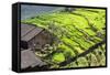 China 10MKm2 Collection - Rice Terraces - Longsheng Ping'an - Guangxi-Philippe Hugonnard-Framed Stretched Canvas