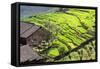 China 10MKm2 Collection - Rice Terraces - Longsheng Ping'an - Guangxi-Philippe Hugonnard-Framed Stretched Canvas