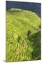 China 10MKm2 Collection - Rice Terraces - Longsheng Ping'an - Guangxi-Philippe Hugonnard-Mounted Photographic Print