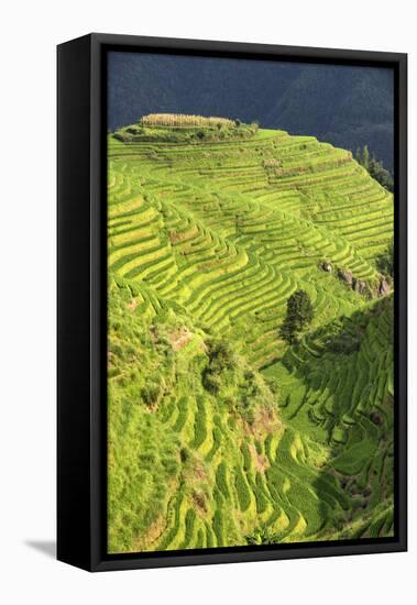 China 10MKm2 Collection - Rice Terraces - Longsheng Ping'an - Guangxi-Philippe Hugonnard-Framed Stretched Canvas