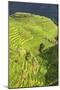 China 10MKm2 Collection - Rice Terraces - Longsheng Ping'an - Guangxi-Philippe Hugonnard-Mounted Photographic Print