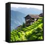 China 10MKm2 Collection - Rice Terraces - Longsheng Ping'an - Guangxi-Philippe Hugonnard-Framed Stretched Canvas