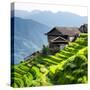 China 10MKm2 Collection - Rice Terraces - Longsheng Ping'an - Guangxi-Philippe Hugonnard-Stretched Canvas