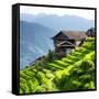 China 10MKm2 Collection - Rice Terraces - Longsheng Ping'an - Guangxi-Philippe Hugonnard-Framed Stretched Canvas