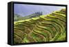 China 10MKm2 Collection - Rice Terraces - Longsheng Ping'an - Guangxi-Philippe Hugonnard-Framed Stretched Canvas