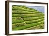 China 10MKm2 Collection - Rice Terraces - Longsheng Ping'an - Guangxi-Philippe Hugonnard-Framed Photographic Print