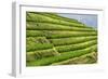 China 10MKm2 Collection - Rice Terraces - Longsheng Ping'an - Guangxi-Philippe Hugonnard-Framed Photographic Print