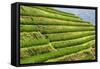 China 10MKm2 Collection - Rice Terraces - Longsheng Ping'an - Guangxi-Philippe Hugonnard-Framed Stretched Canvas