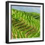 China 10MKm2 Collection - Rice Terraces - Longsheng Ping'an - Guangxi-Philippe Hugonnard-Framed Photographic Print